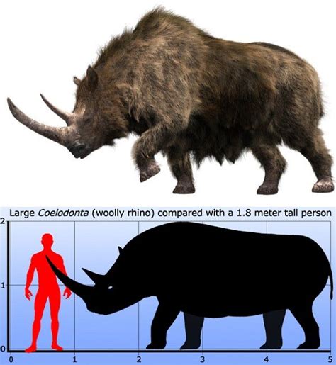 coelodonta size.